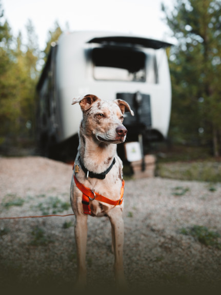 Pet friendly
