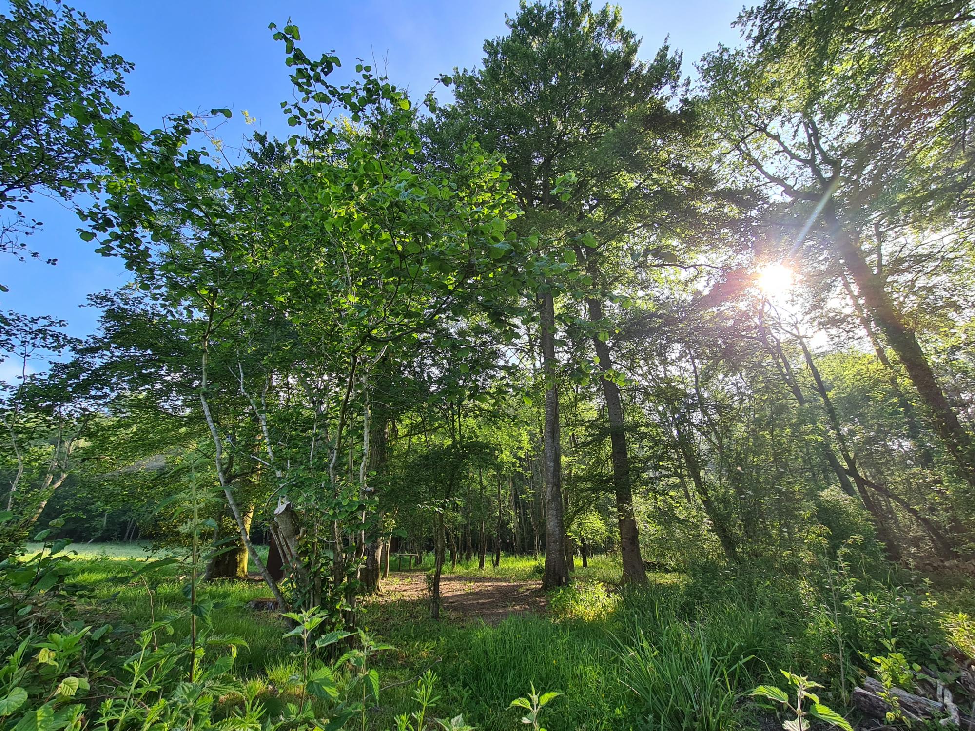 Wytch Wood Camping