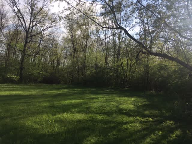 Yard opening into the woods
