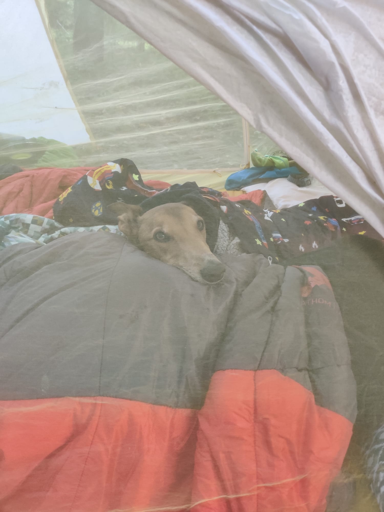 Dog friendly site