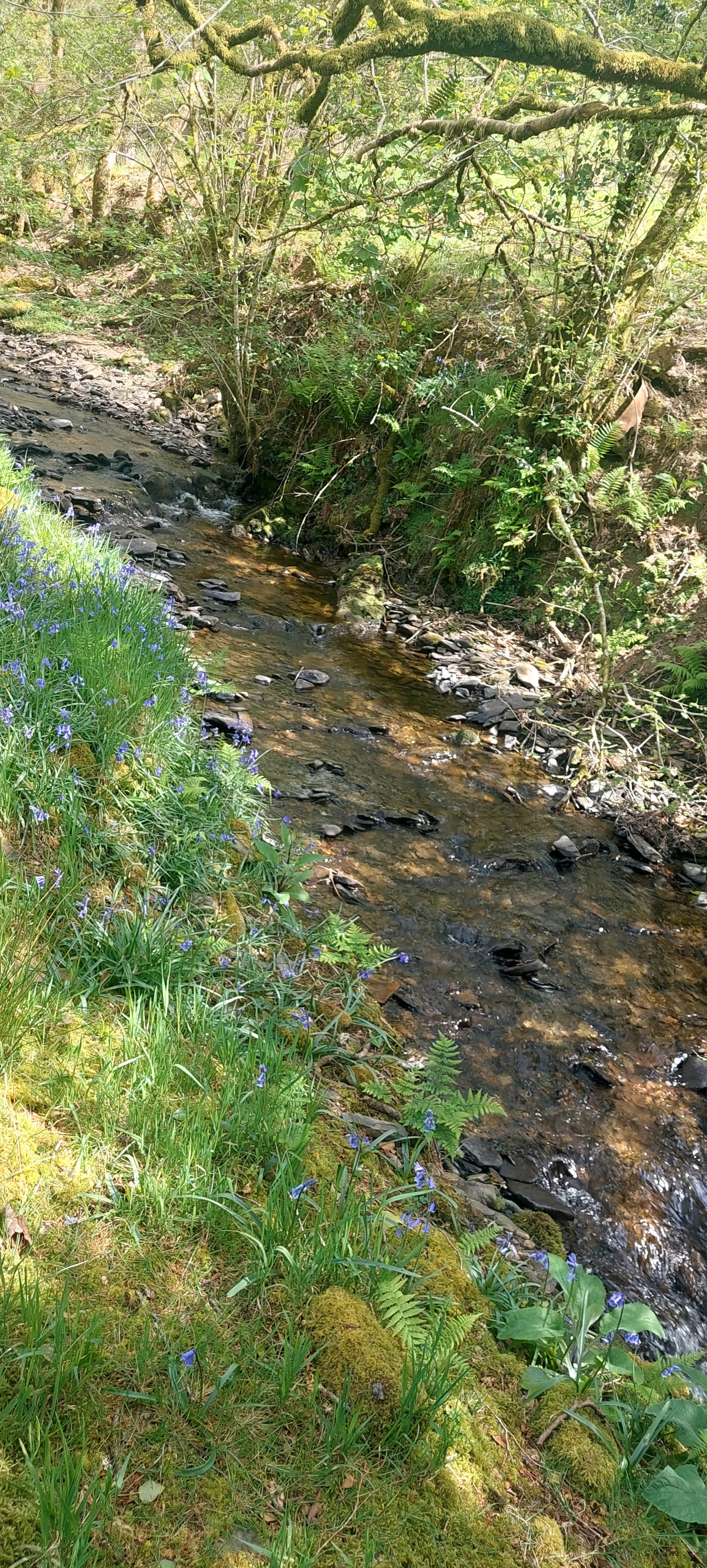Brechfa Forest Wild Camping