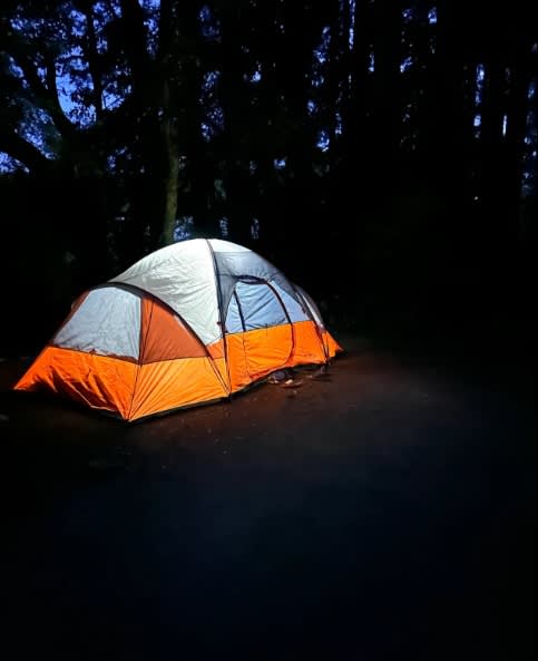 Redwood Grove