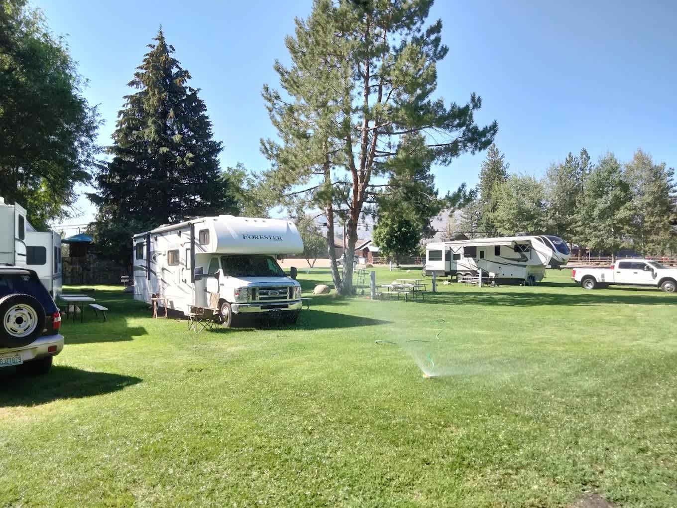 Pine Near RV Park & Campground