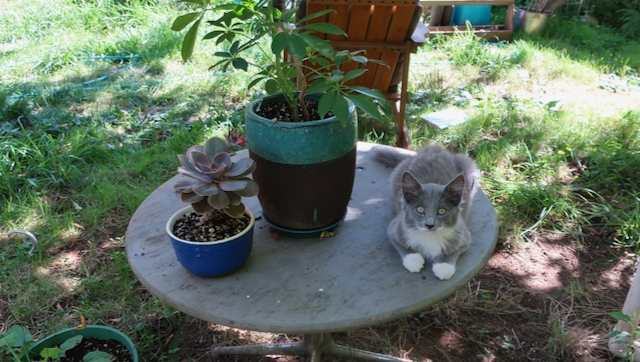 LivingWell Nature Spirit Sanctuary