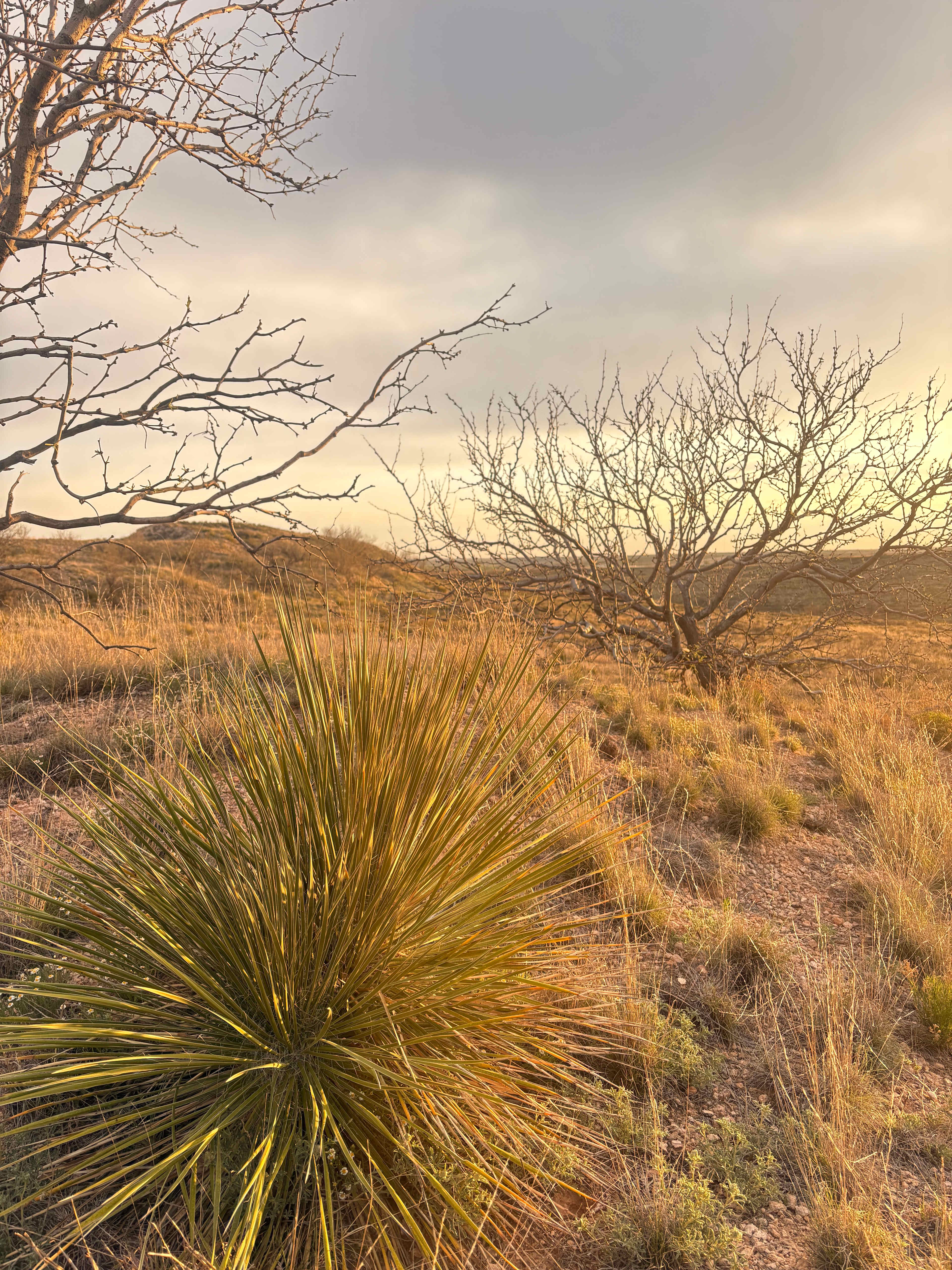 Mariposa Community Land Trust