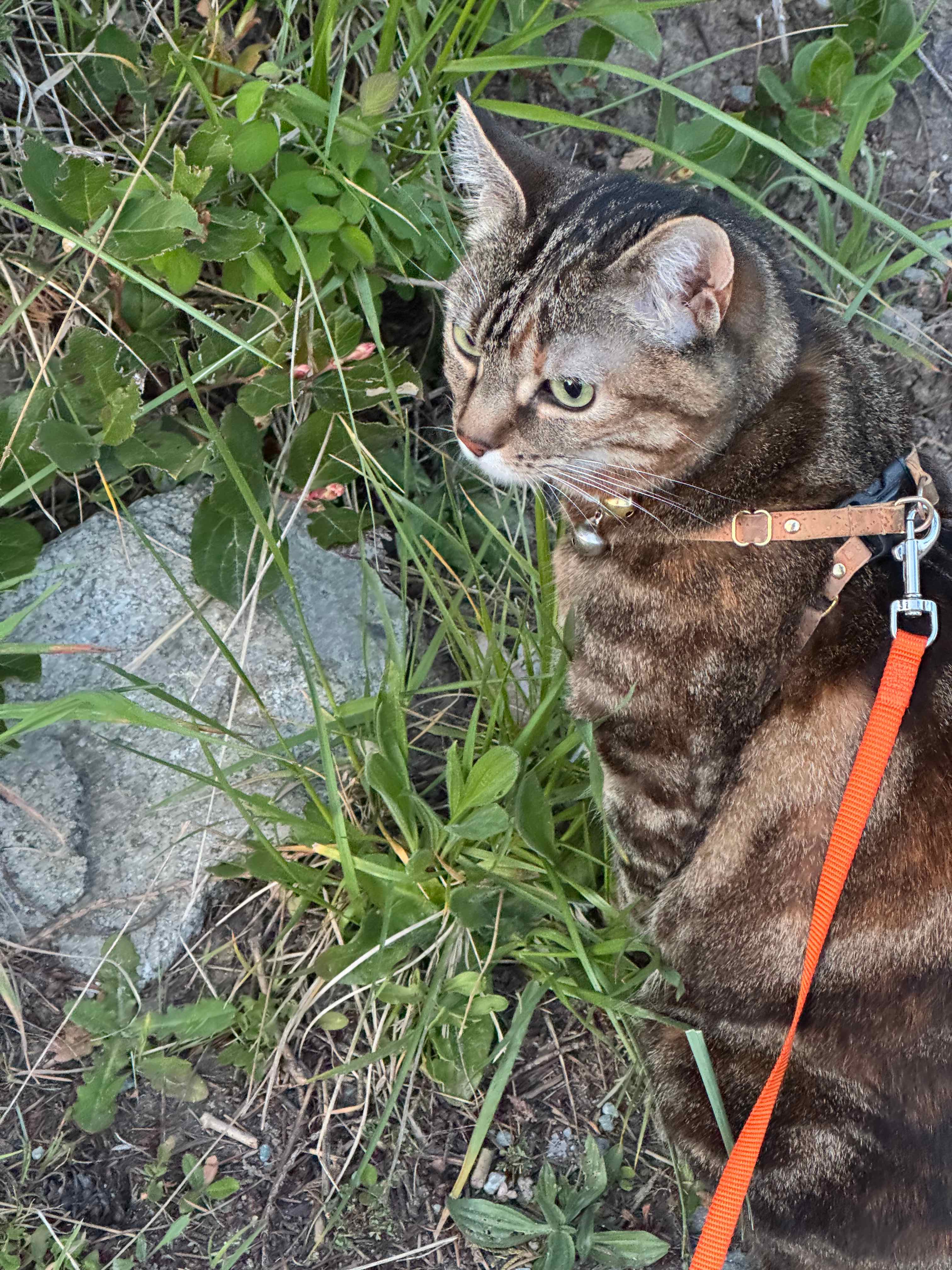 Pinti chewed a little grass