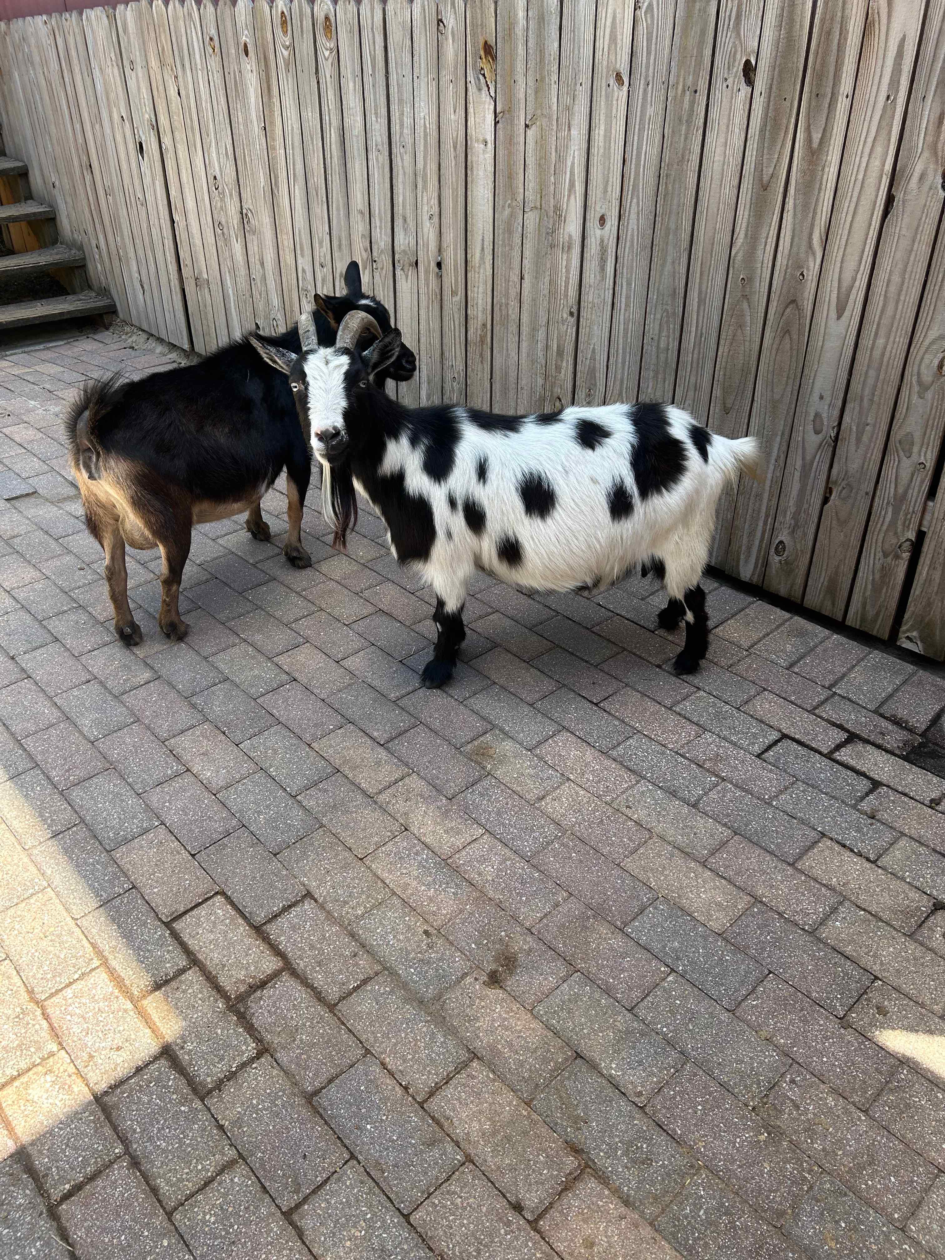 Goats galore! 