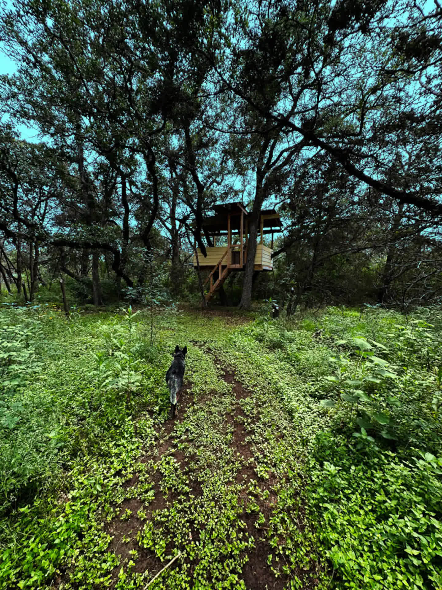 Wooded Retreat Near Town On 5 Acres
