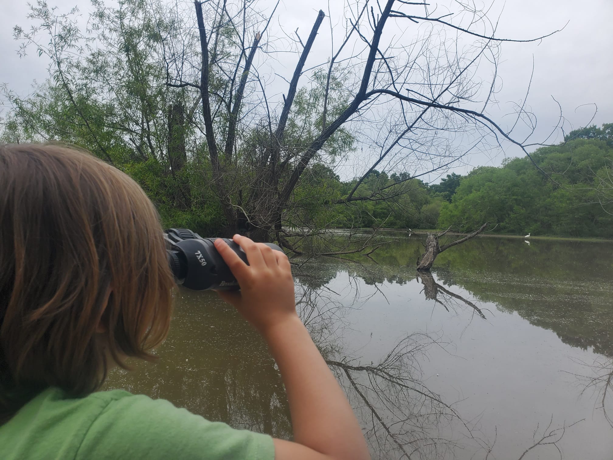 The Dancing Pig On Abbotts Creek
