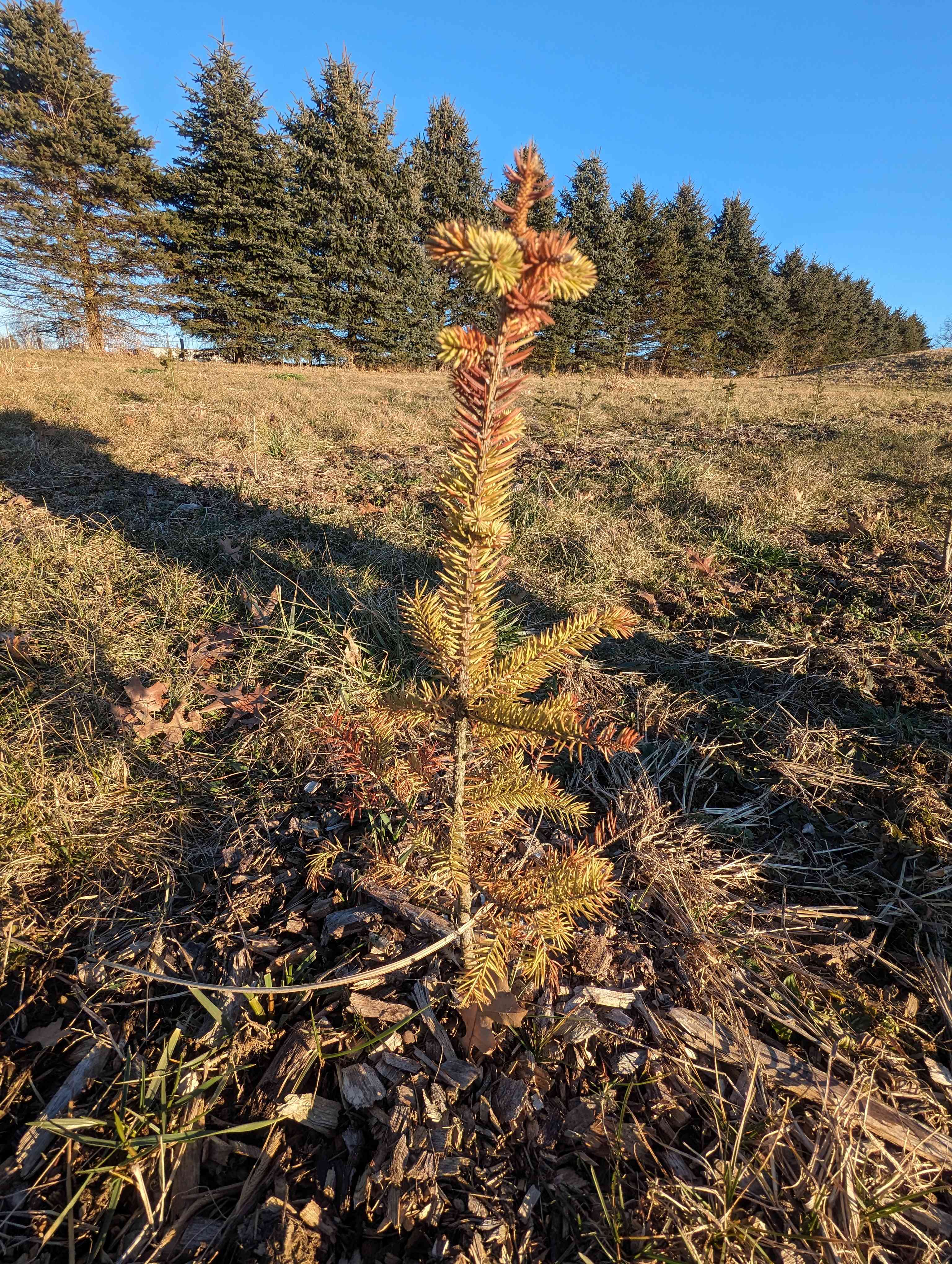 Hickory Hollow Farm And Nursery
