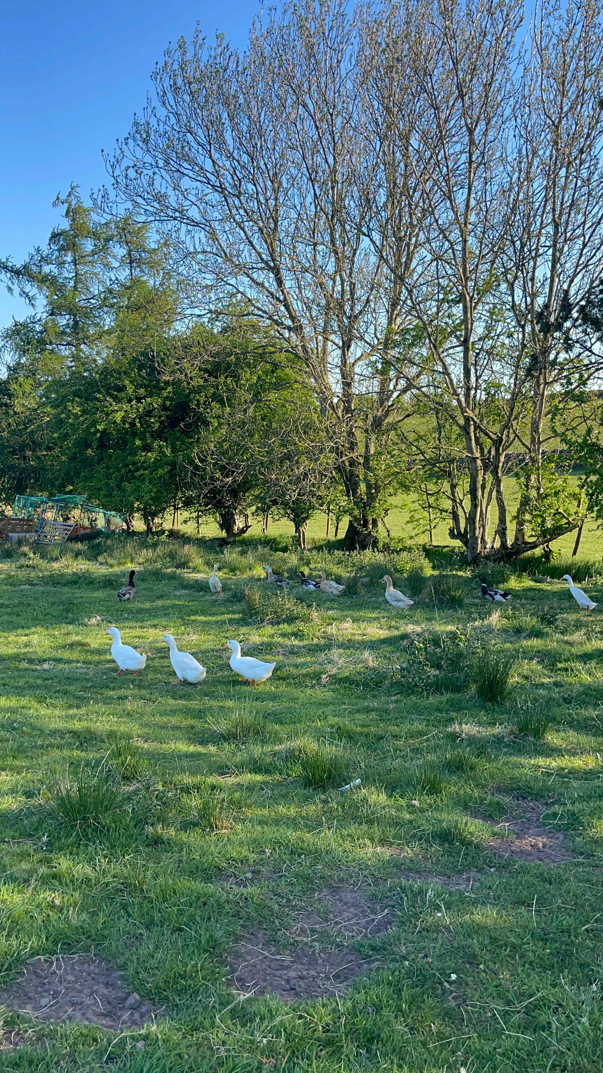 The Old Chapel Campsite