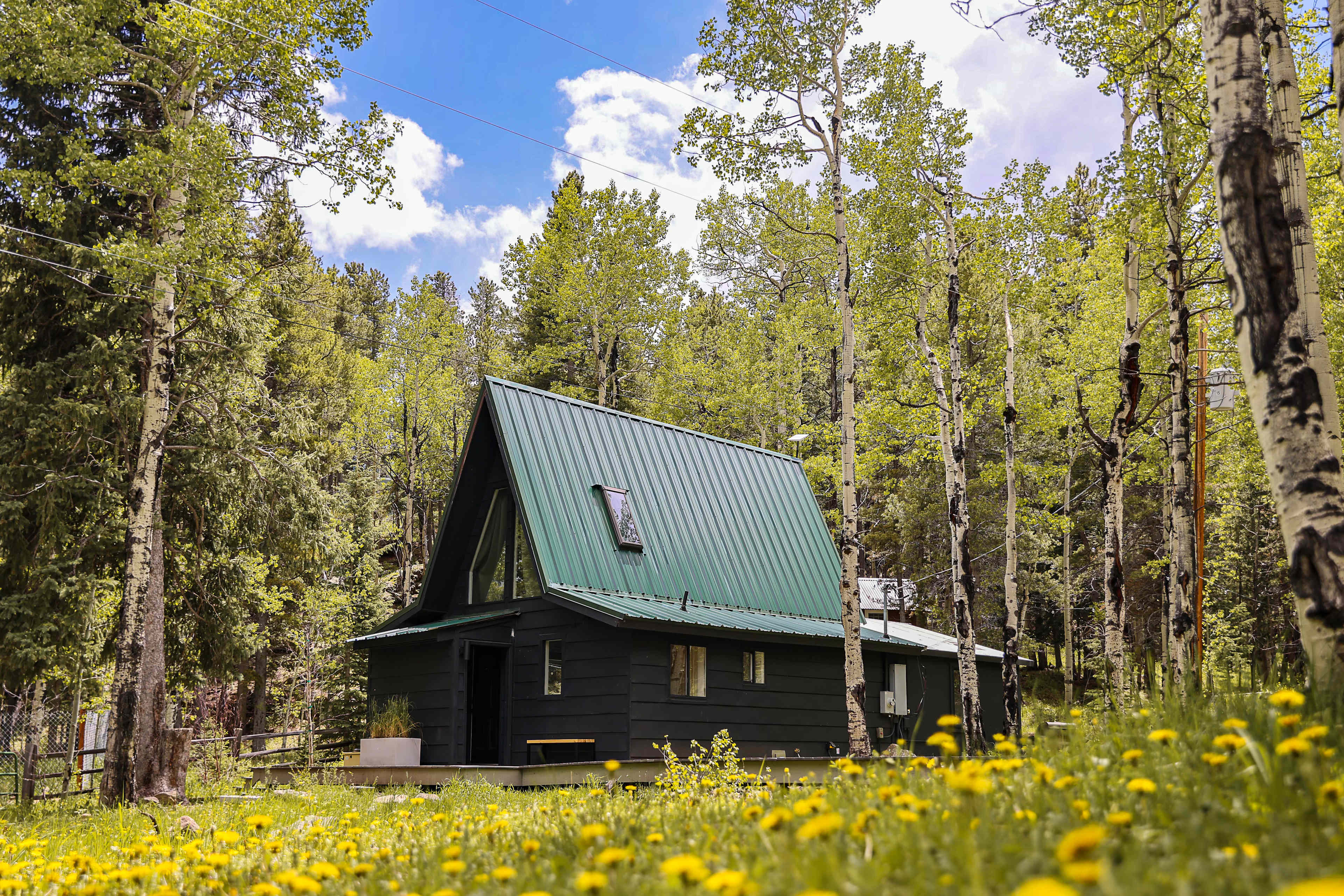 Aspen Forest in Evergreen Colorado