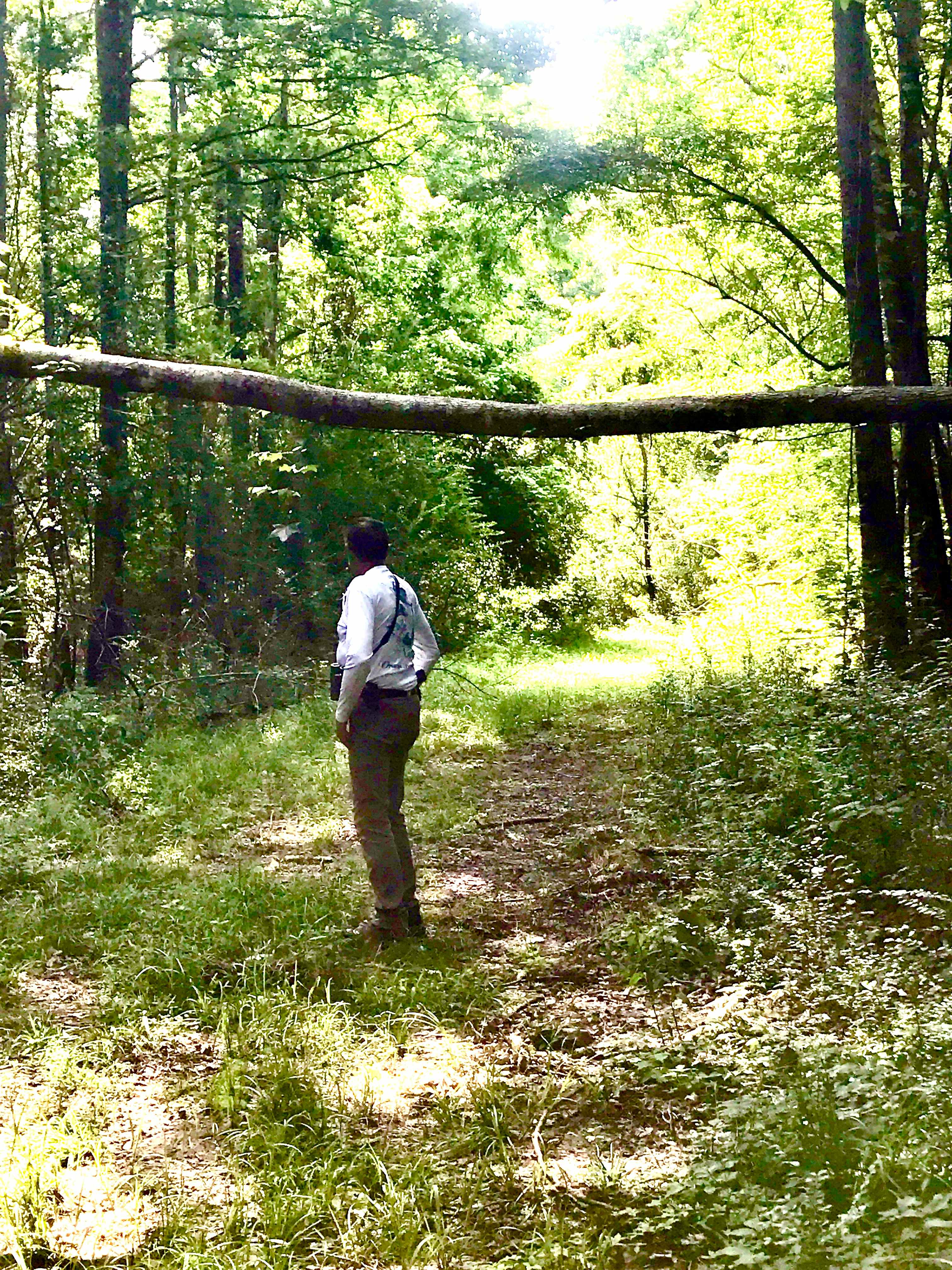 Checking out the forest 