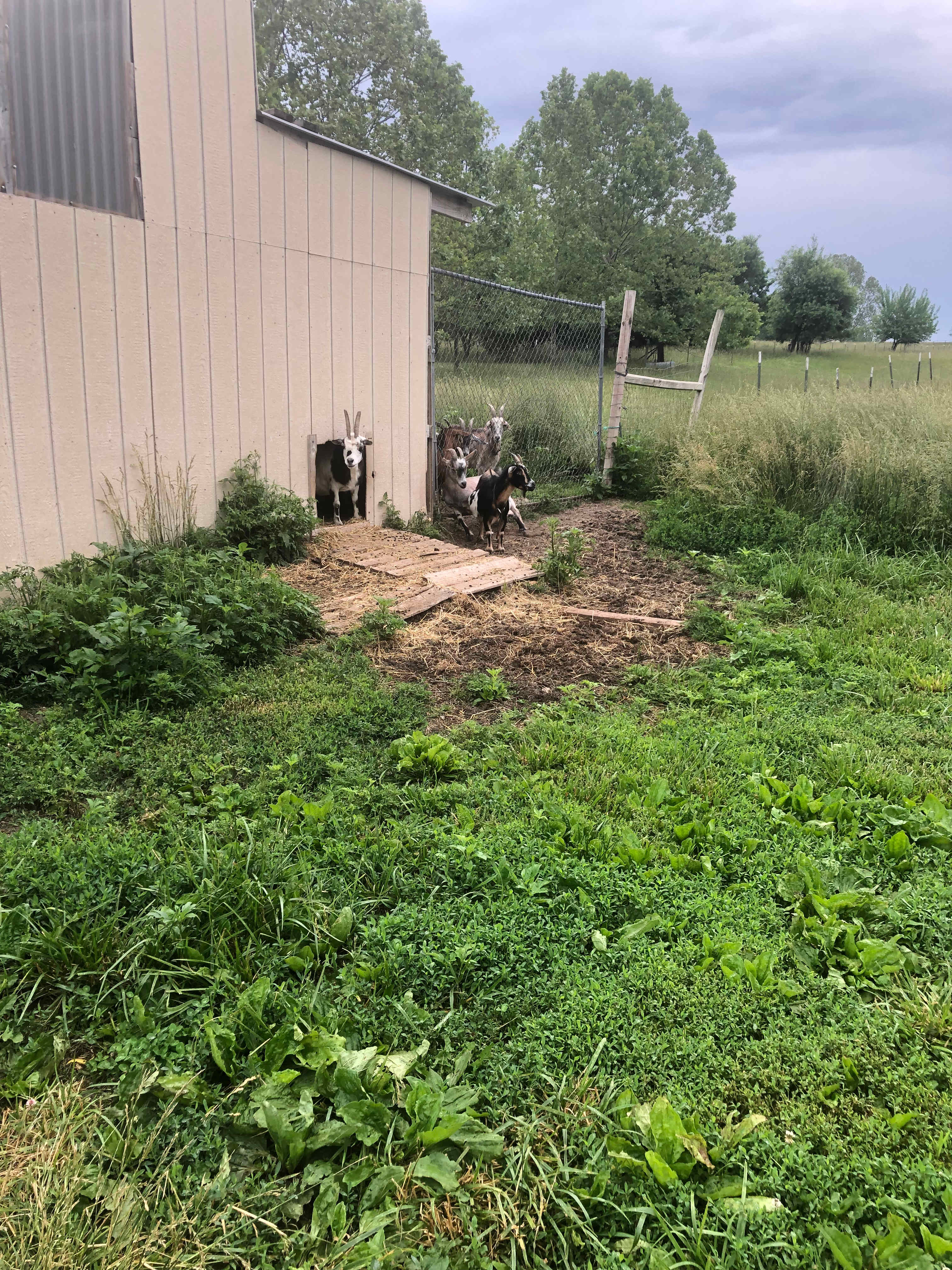 Old Goat Farm 
