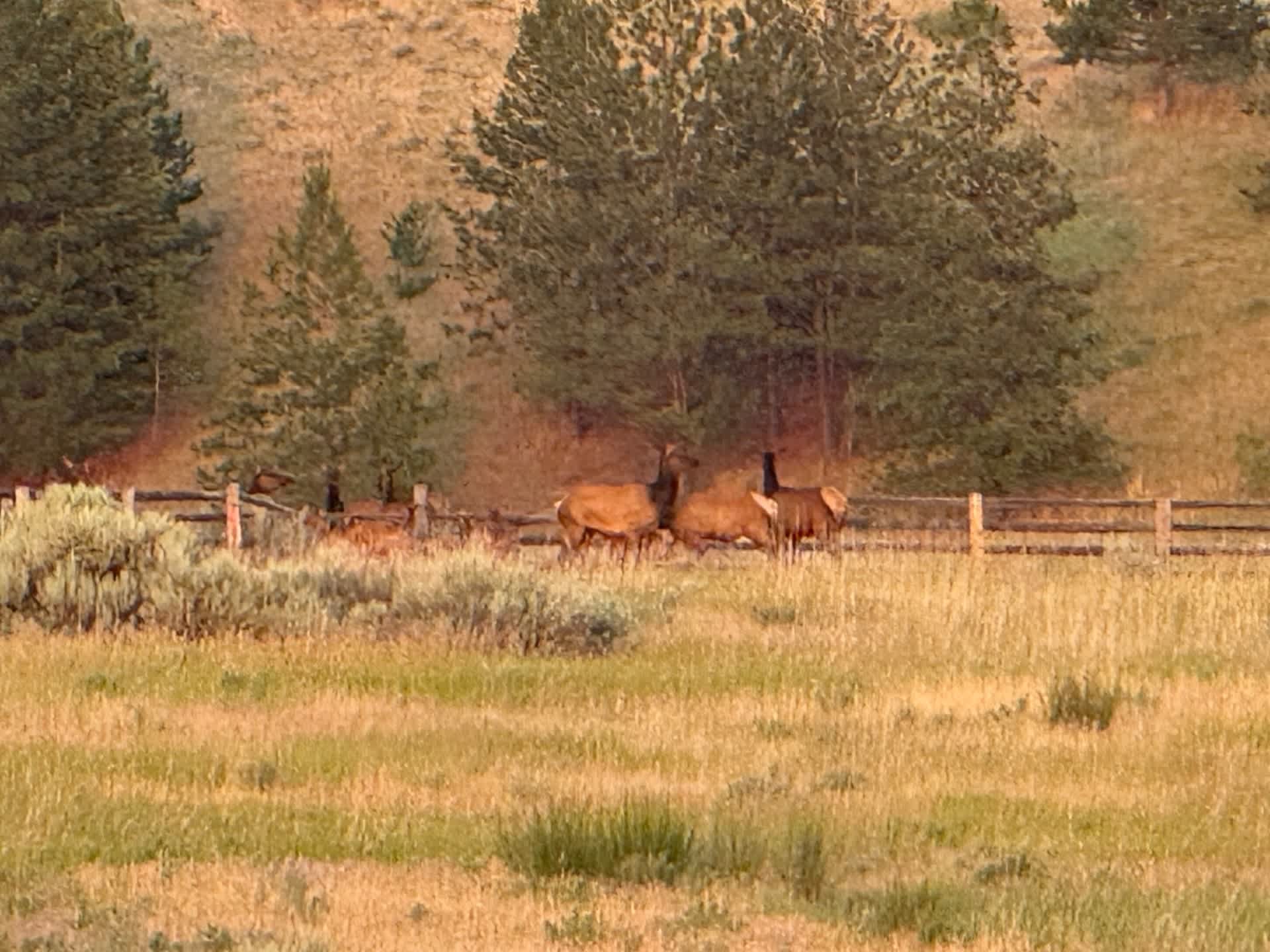 Bear Camp