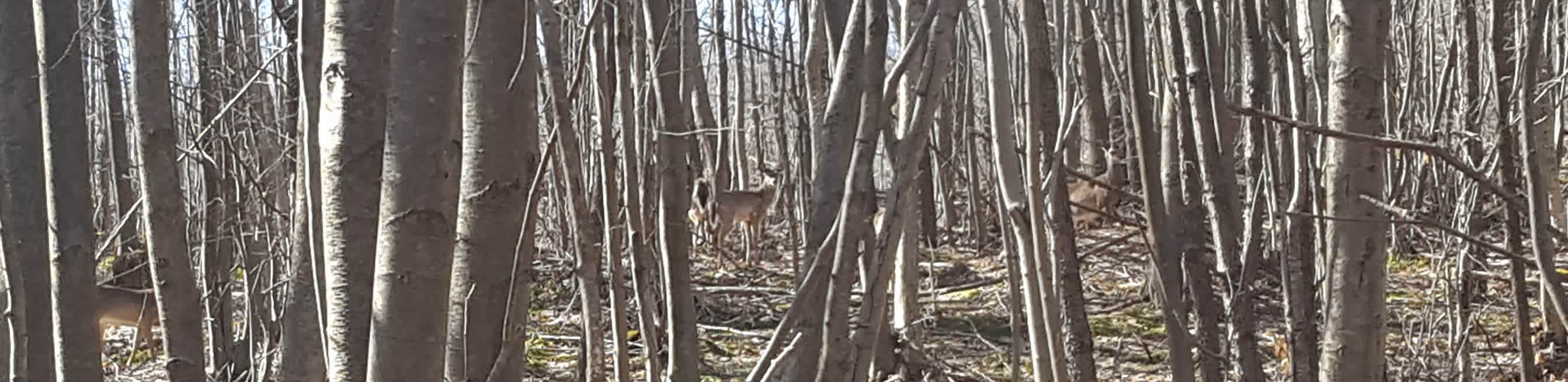 Deer on the property are often spotted on the hiking trails