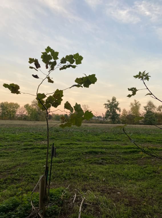 Riverside Farm by the Monocacy