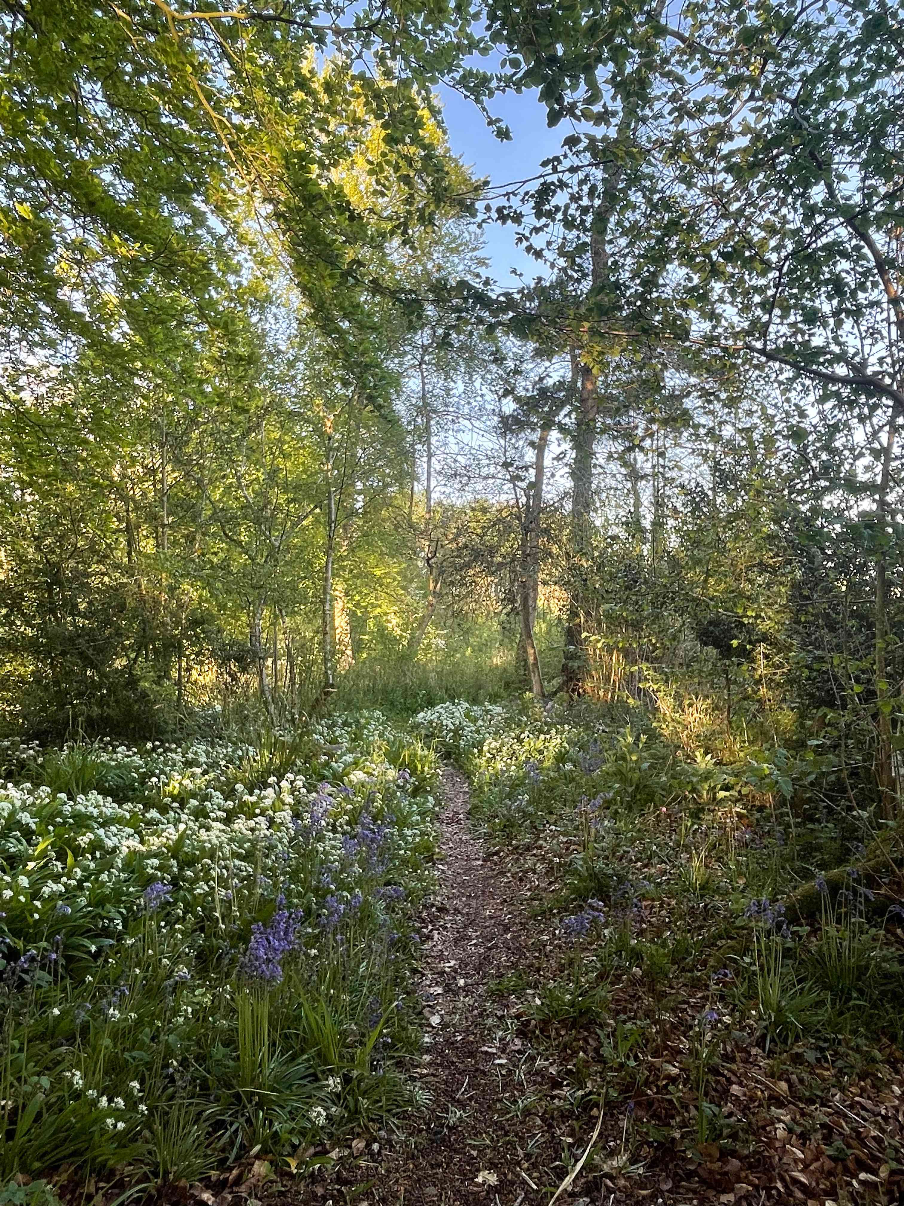 Wytch Wood Camping