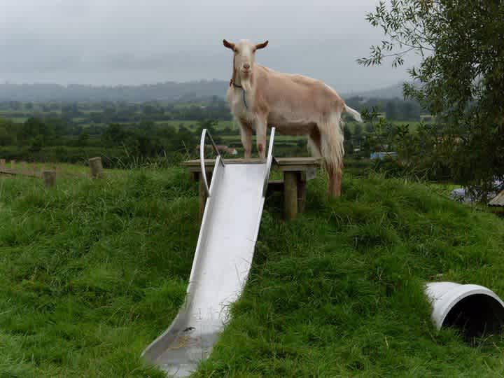 Paddington Farm