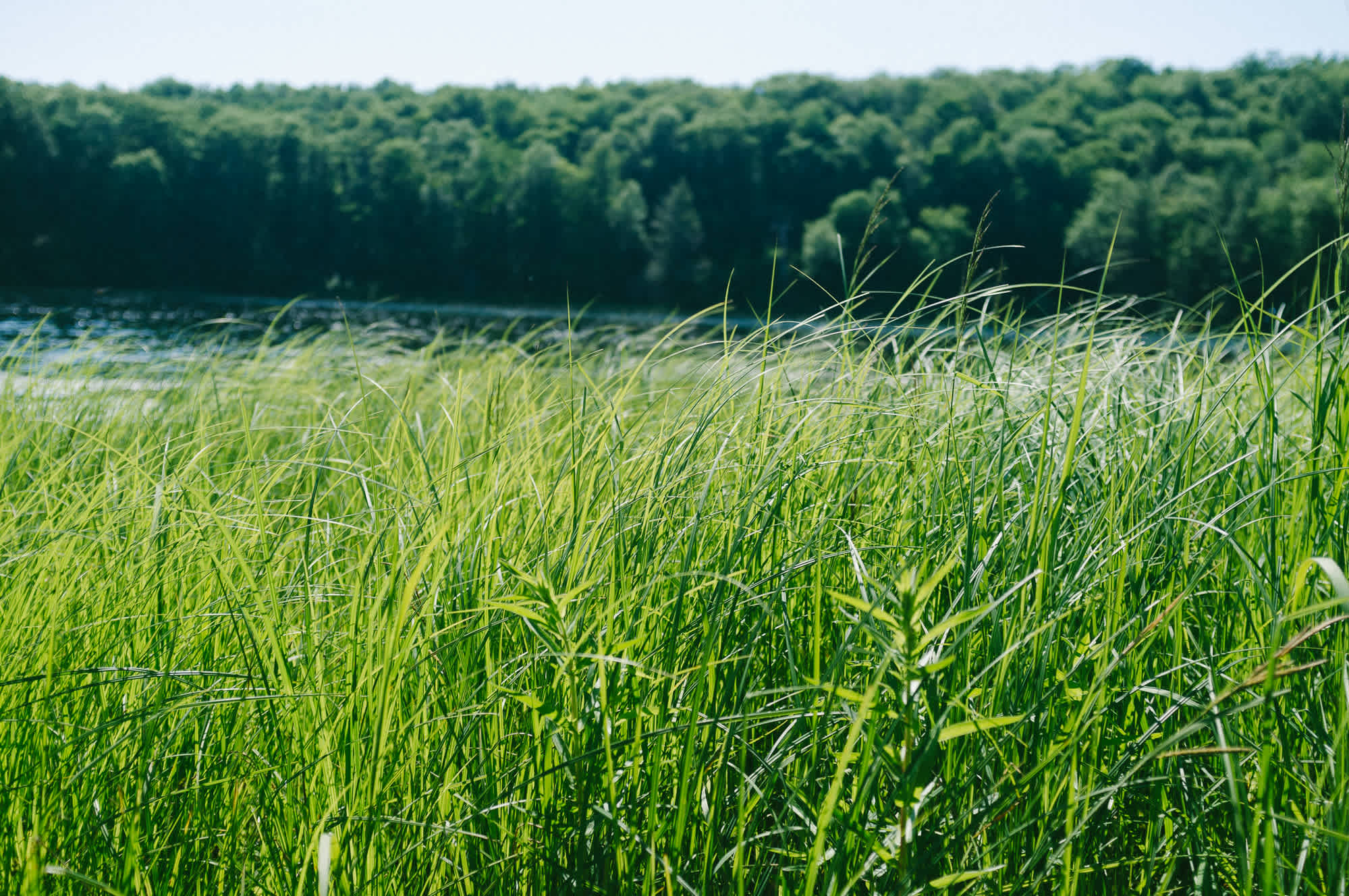 Half Moon Pond State Park