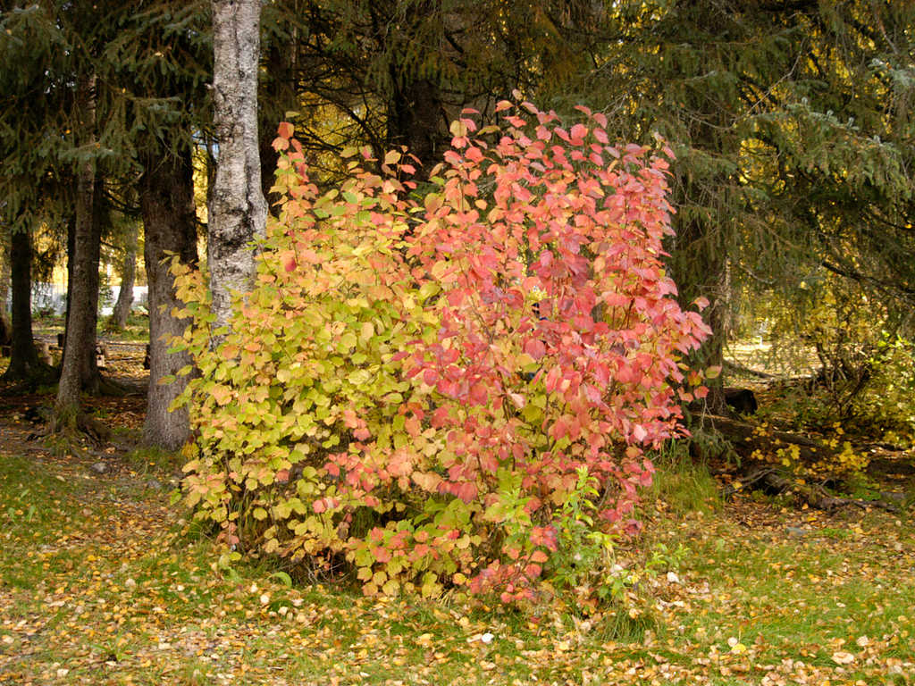 Russian River Campground