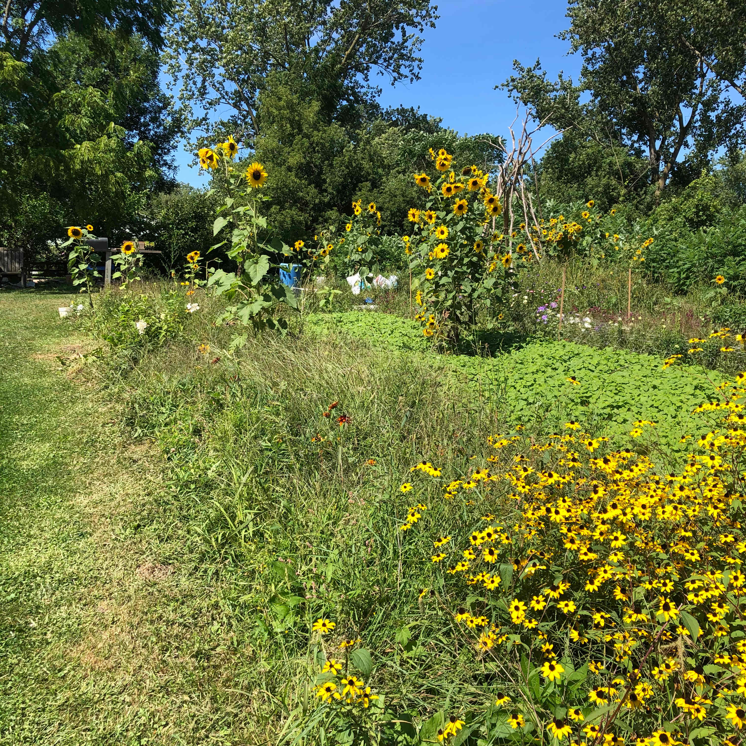 Rooted in Joy Farm