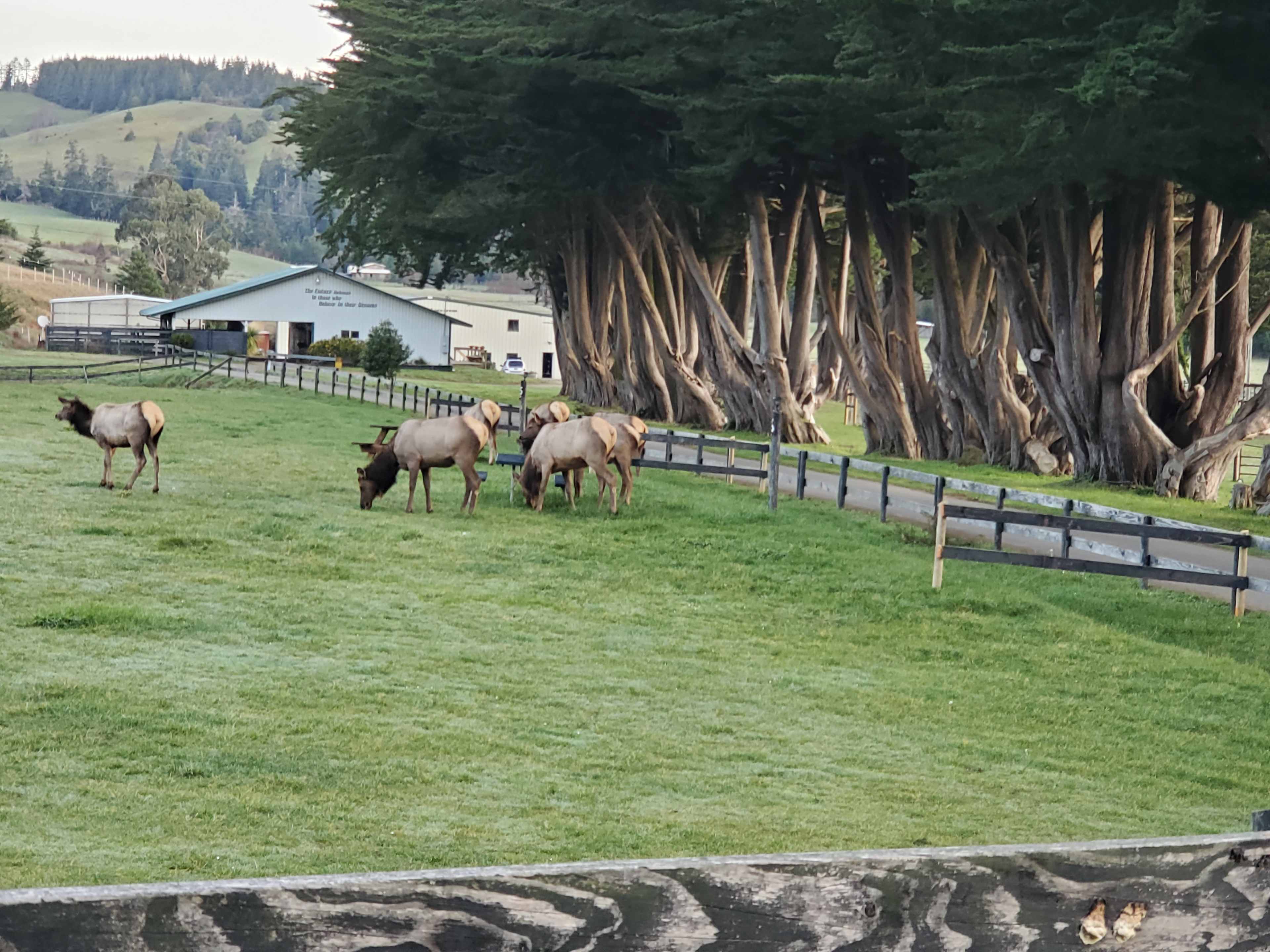 Sometimes the Elk come say hello