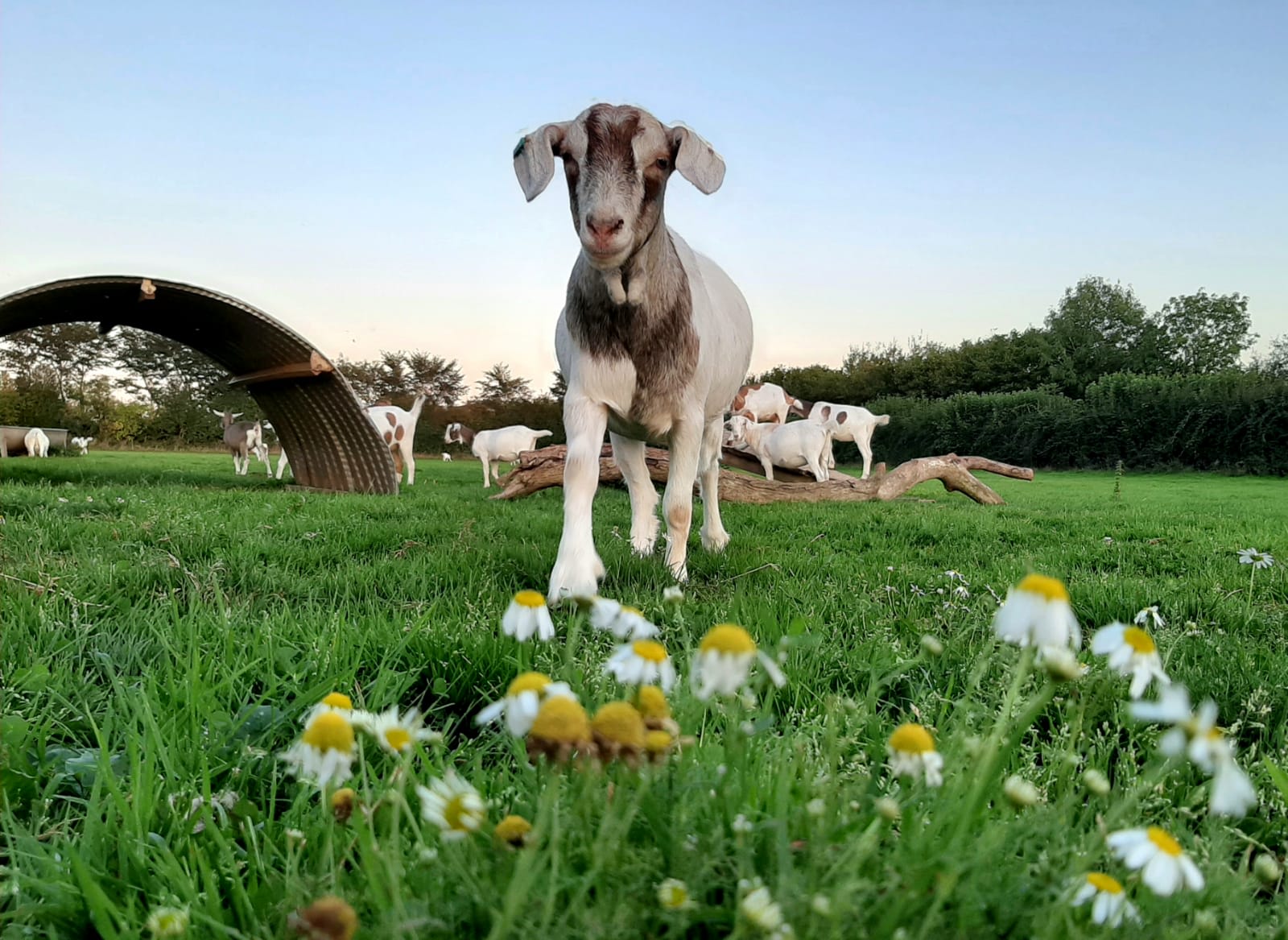 Wookey Farm