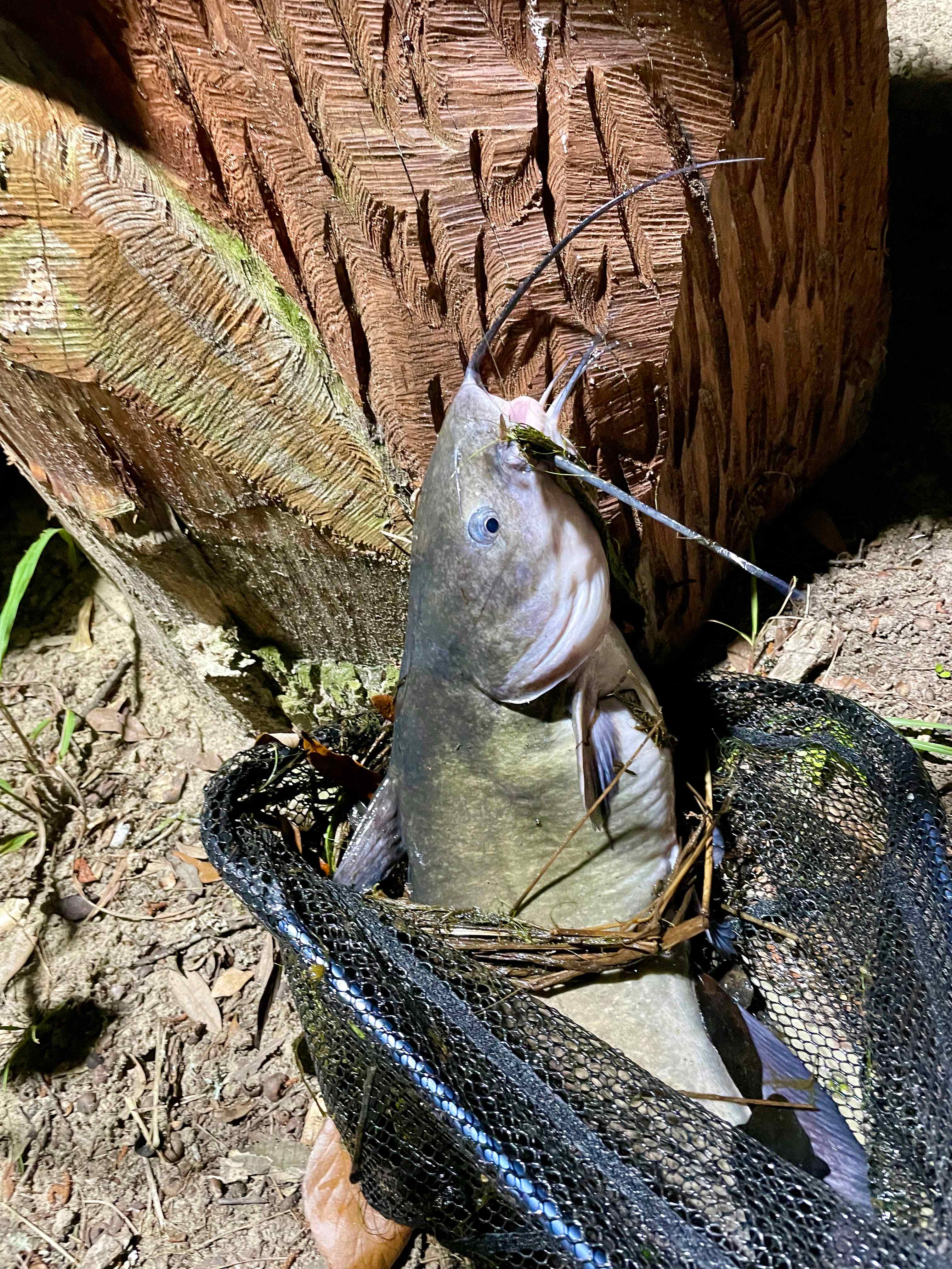 Peace at the pond