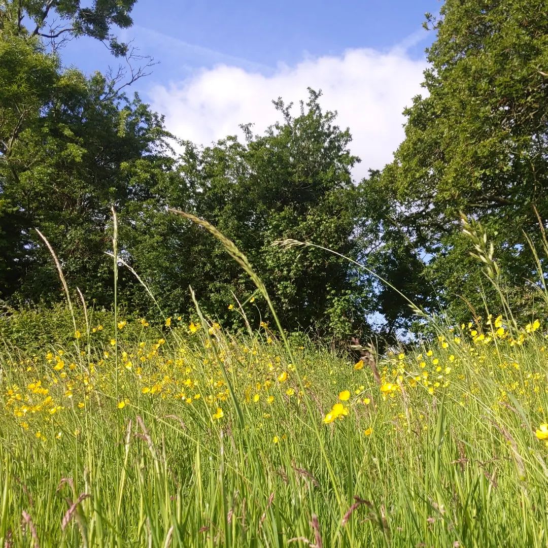 Swallow Barn Woodland Campsite