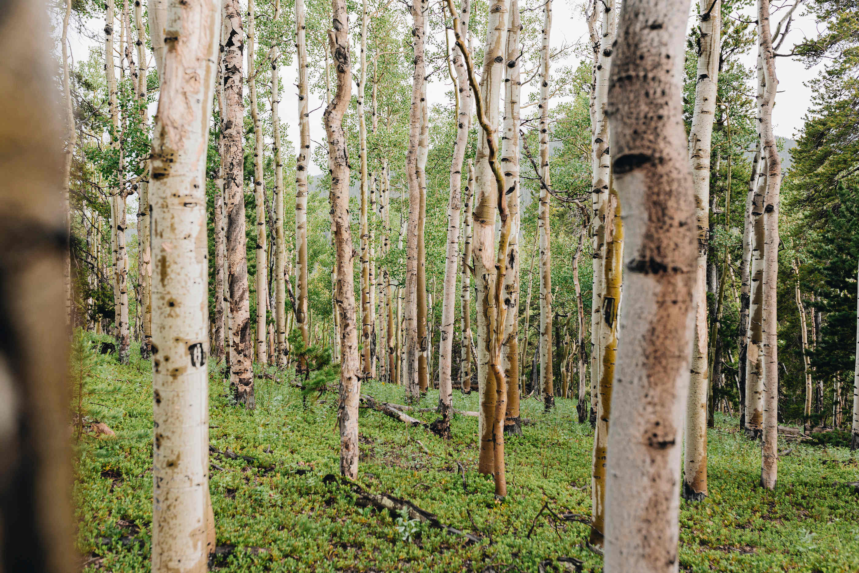 Aspen grove next to the greenhouse