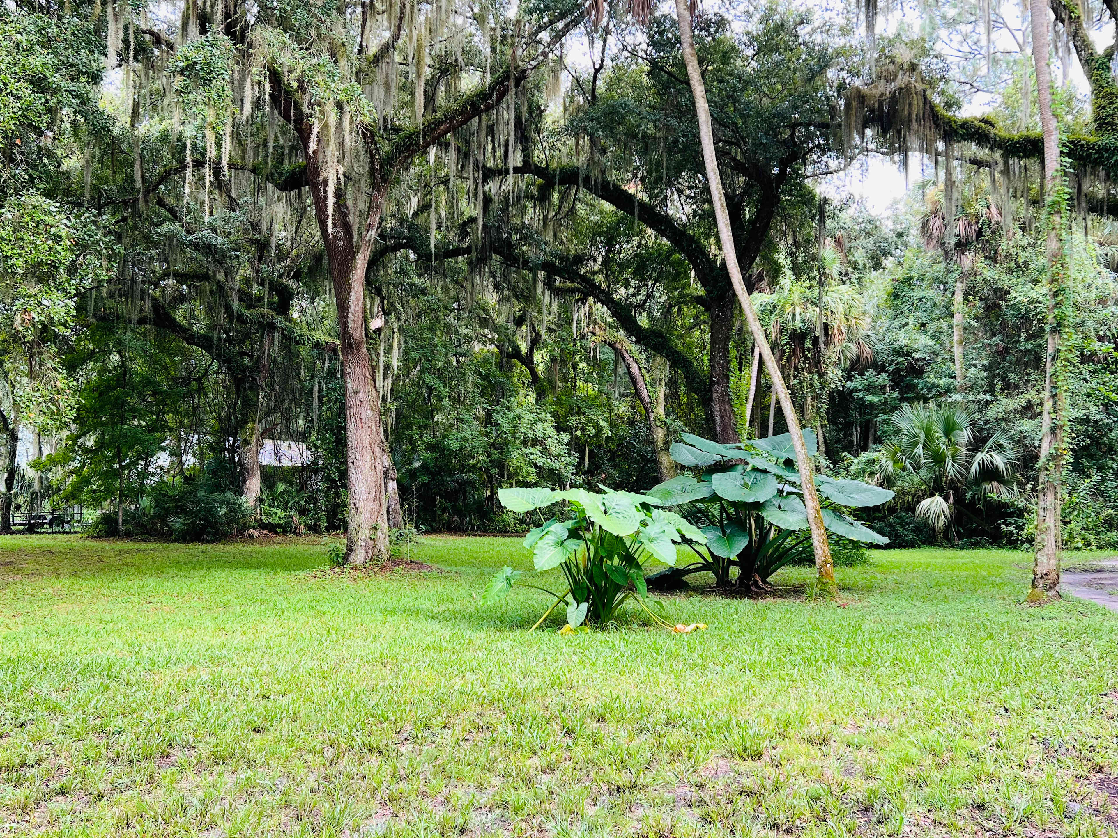Camp Wild Fern