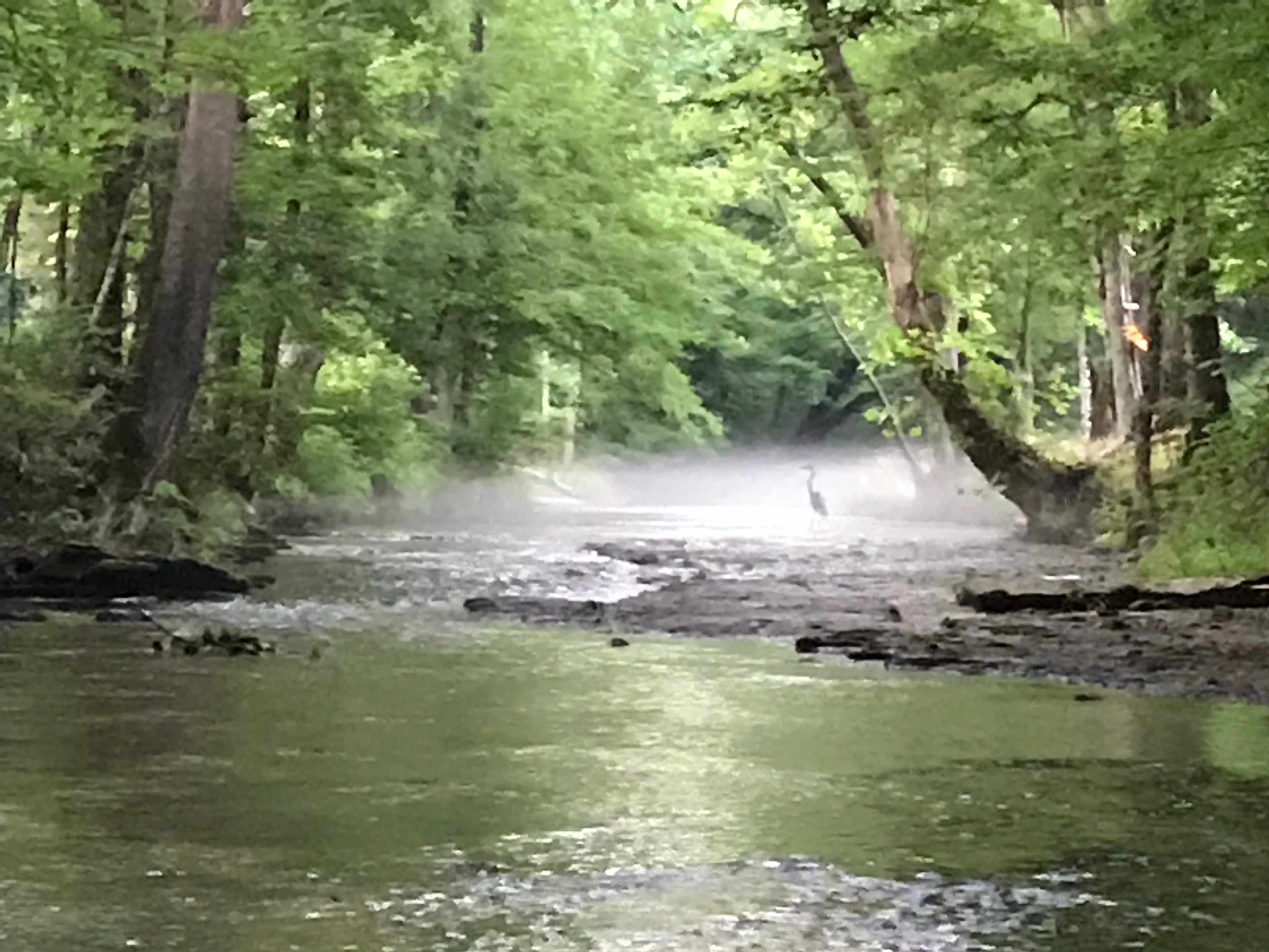 Blue Heron in the creek in front of camp site 1.  Photo from Jaime.

