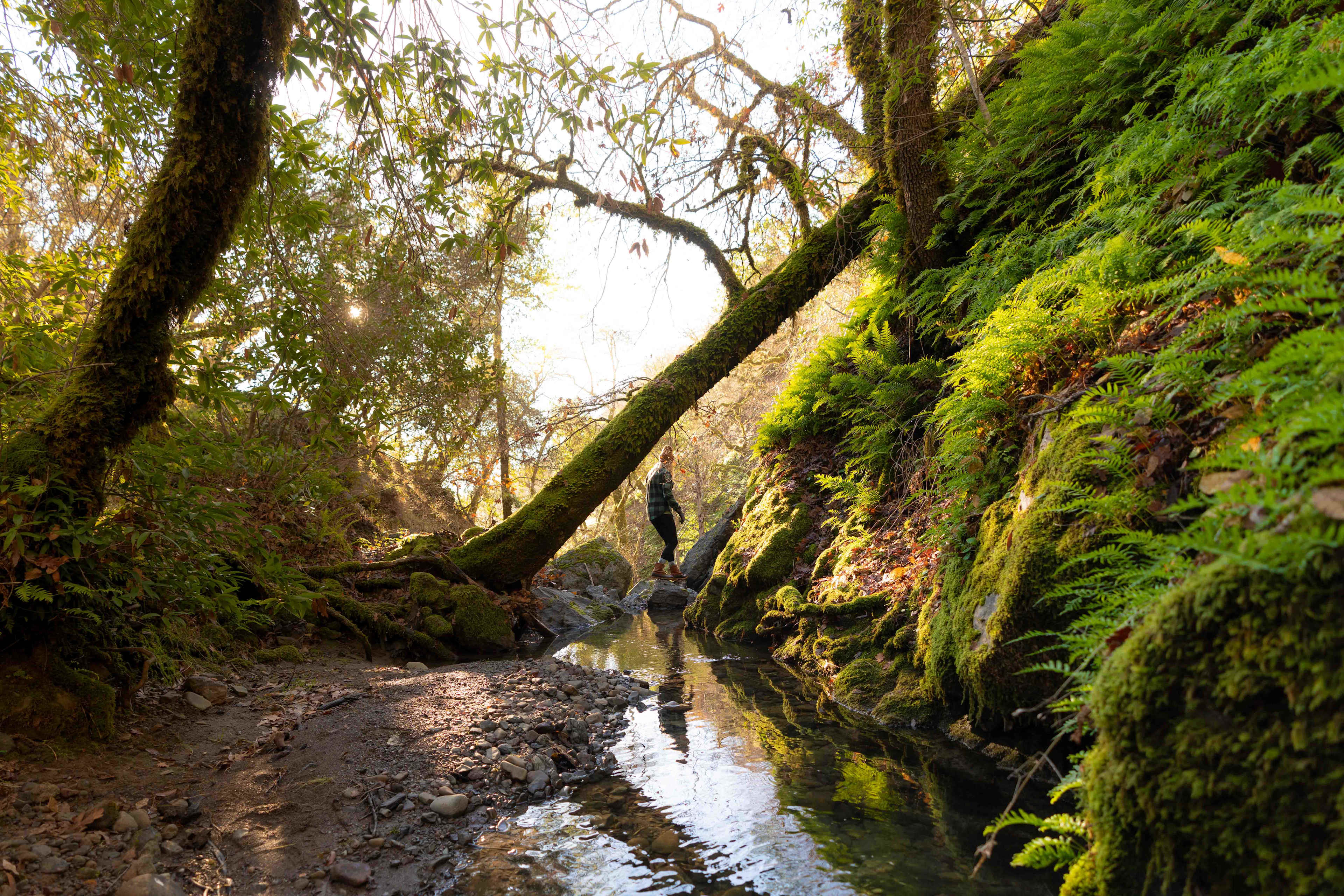 The stream on the property is beautiful 