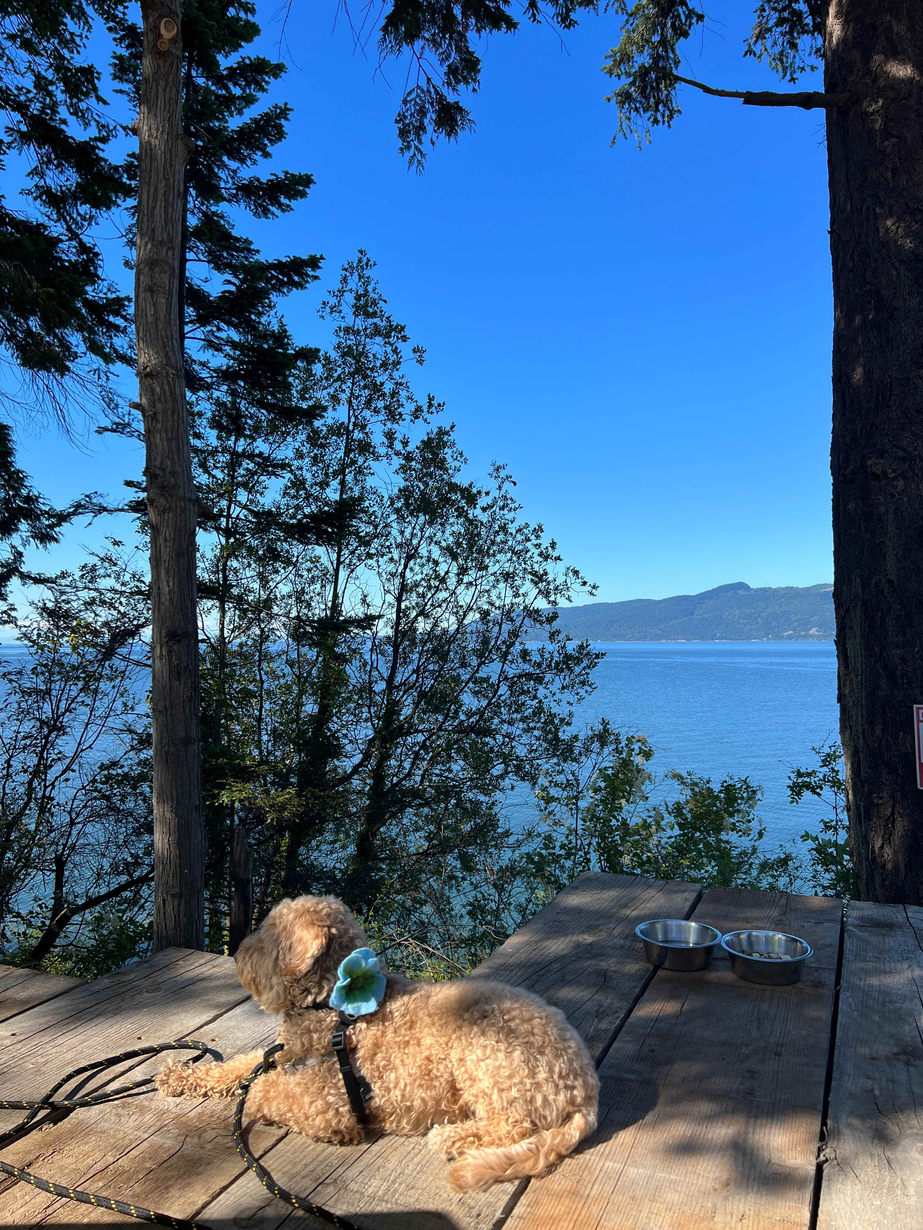 Samish Island Bluff