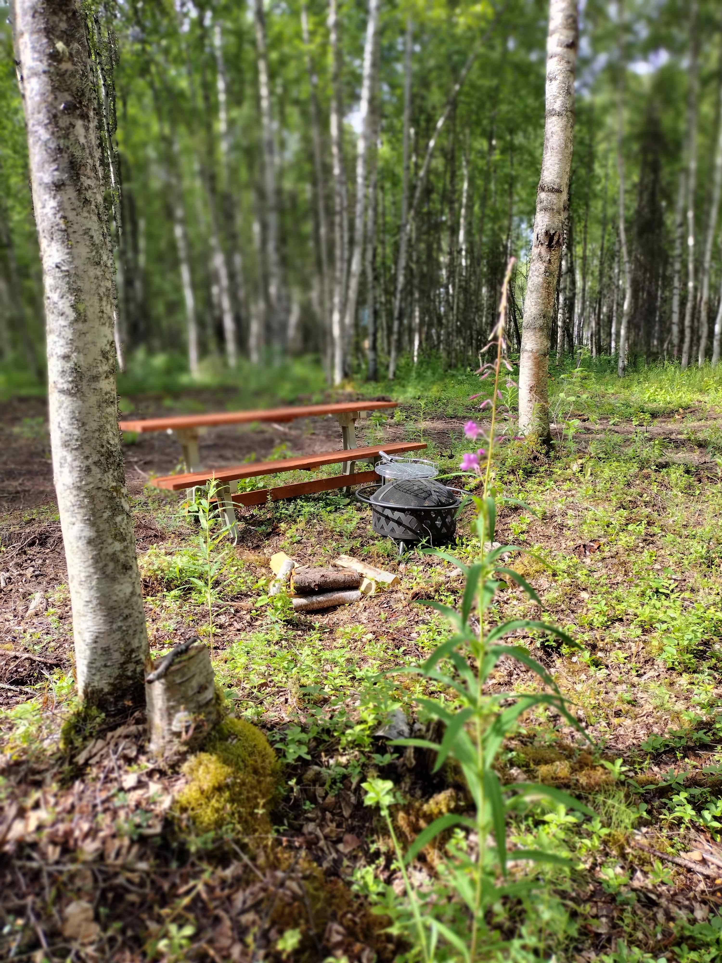 Site with fireweed growing
