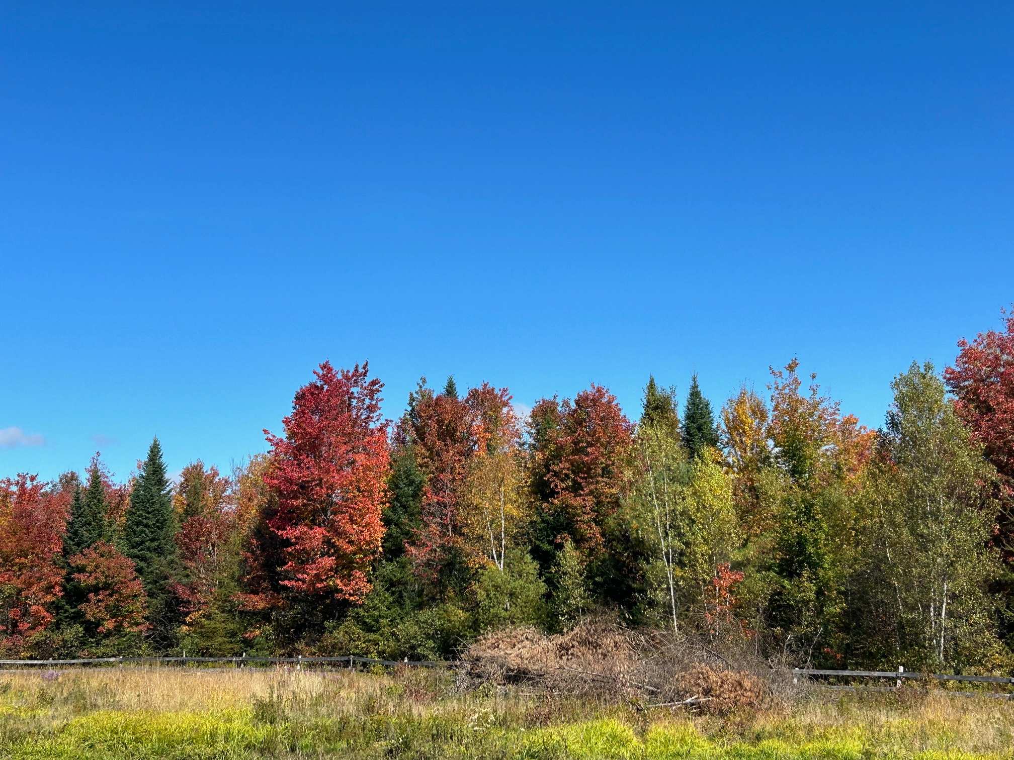 Wandering Pines Camping