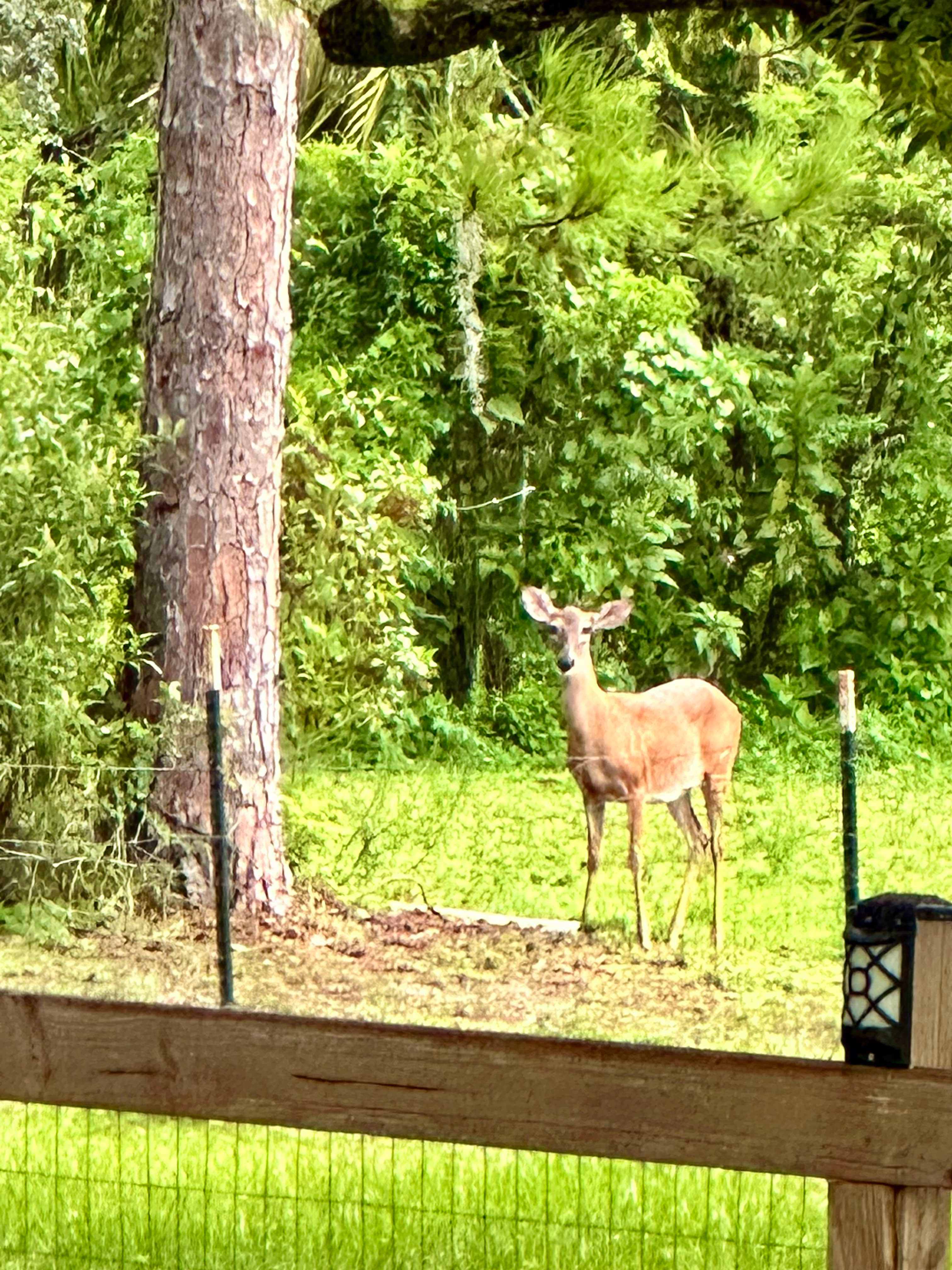 Lovely Acres Of East Orlando
