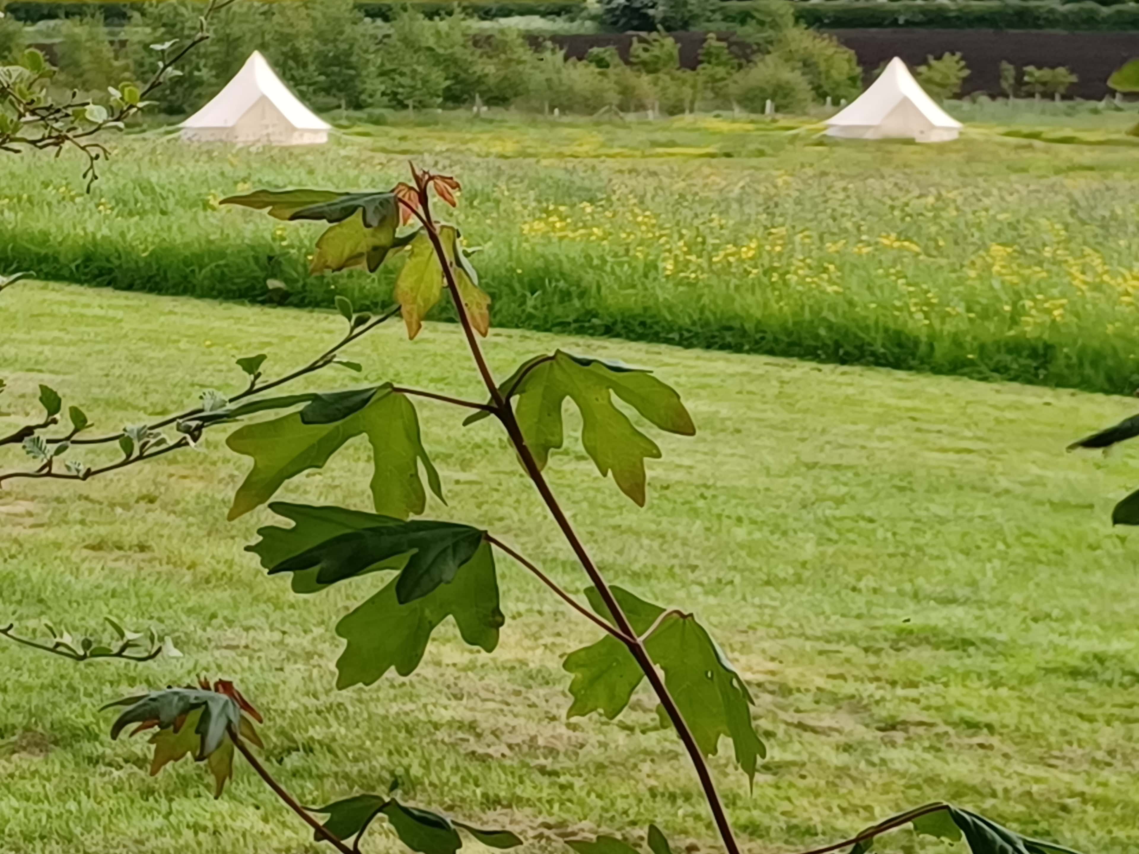 Moss Rose Campsite